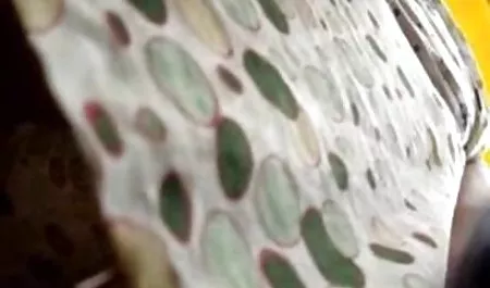 Trina Michaels melayani penis sex indo cantik dalam kategori tertinggi